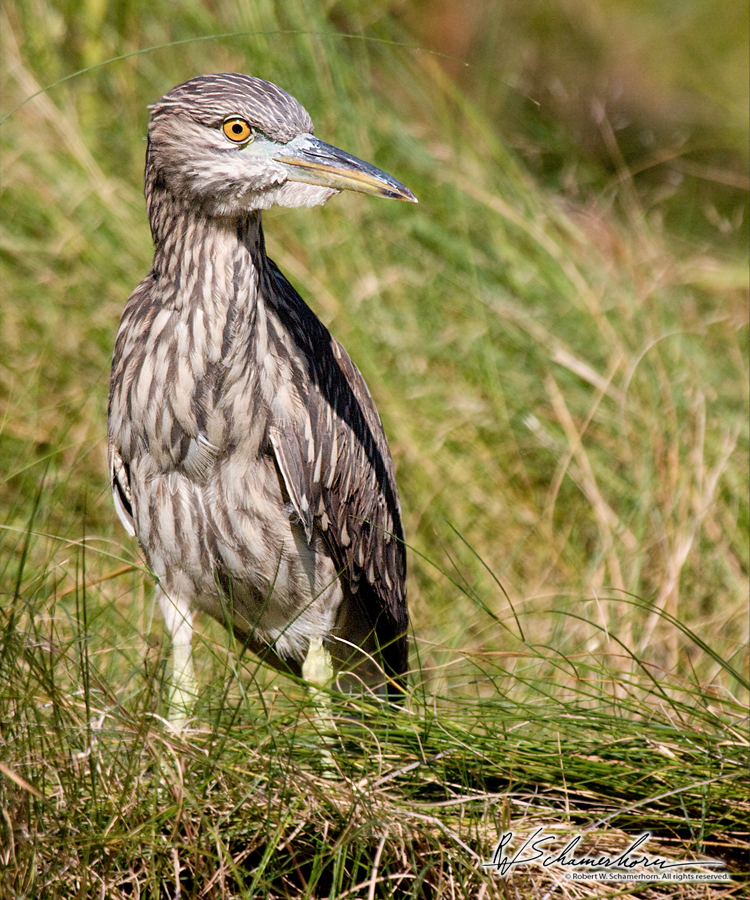 Wildlife Photography Galery Image