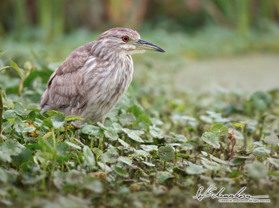 Wildlife Photography Galery Image