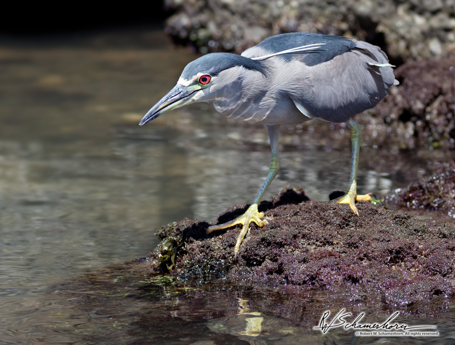 Wildlife Photography Galery Image