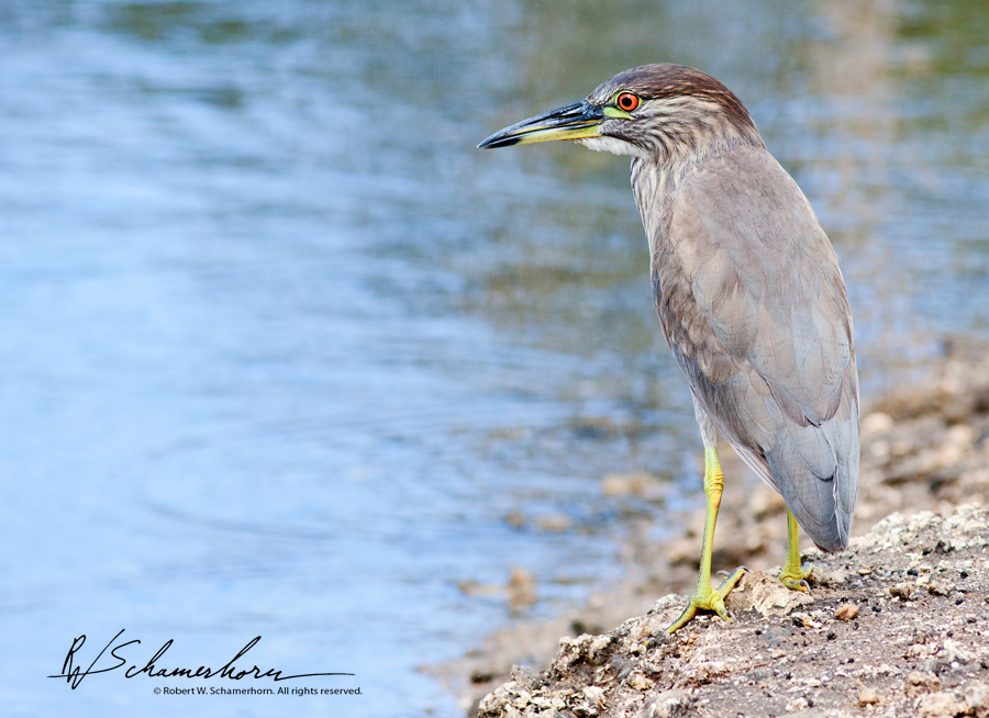 Wildlife Photography Galery Image