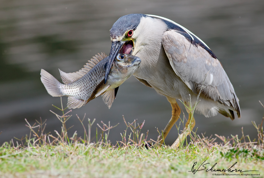 Wildlife Photography Galery Image