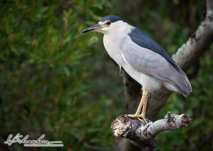 Wildlife Photography Galery Image