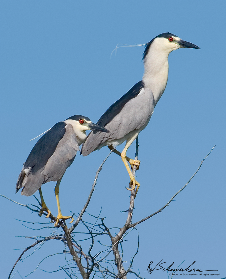 Wildlife Photography Galery Image