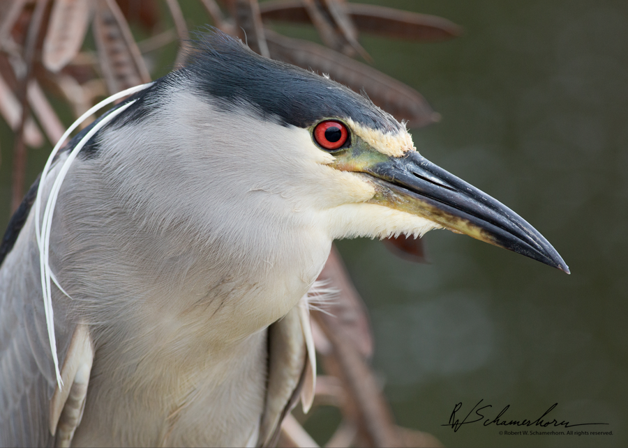 Wildlife Photography Galery Image