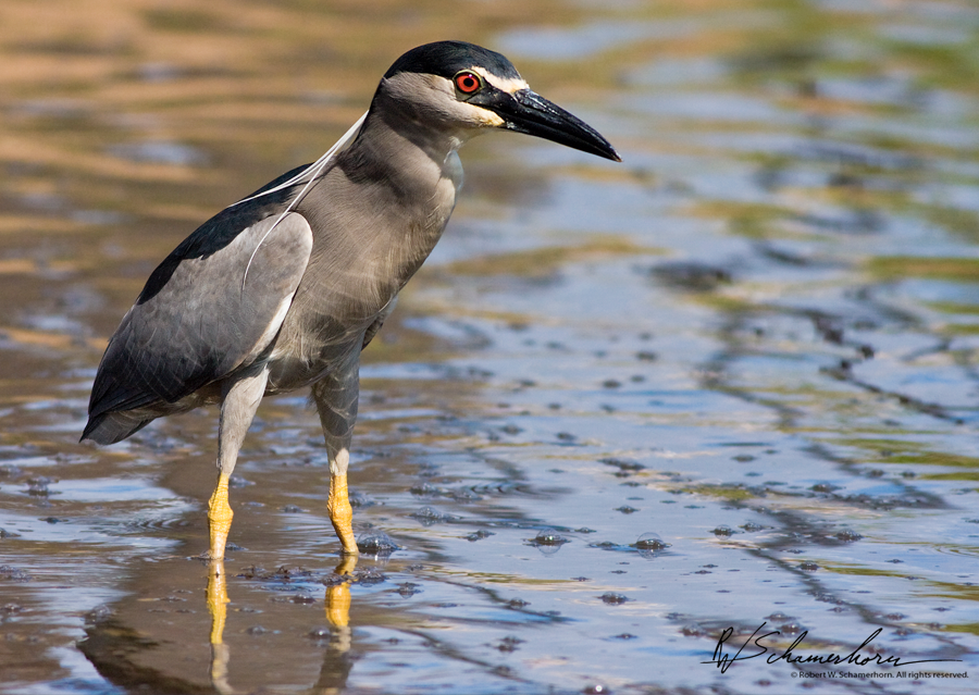 Wildlife Photography Galery Image