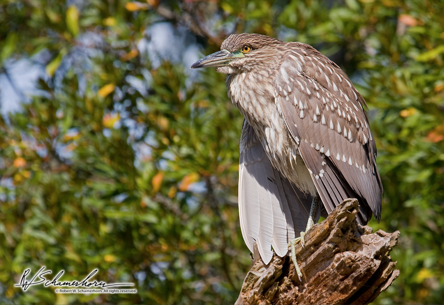 Wildlife Photography Galery Image