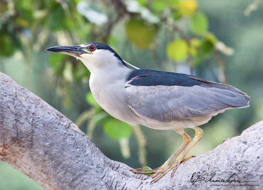 Wildlife Photography Galery Image