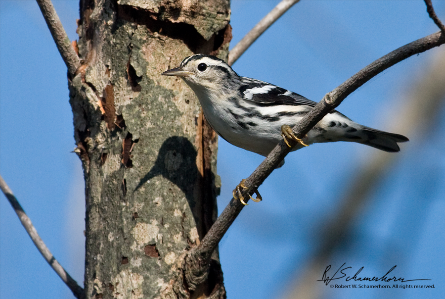 Wildlife Photography Gallery Image