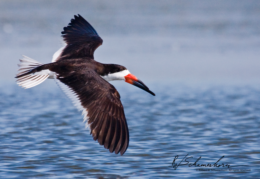 Wildlife Photography Galery Image