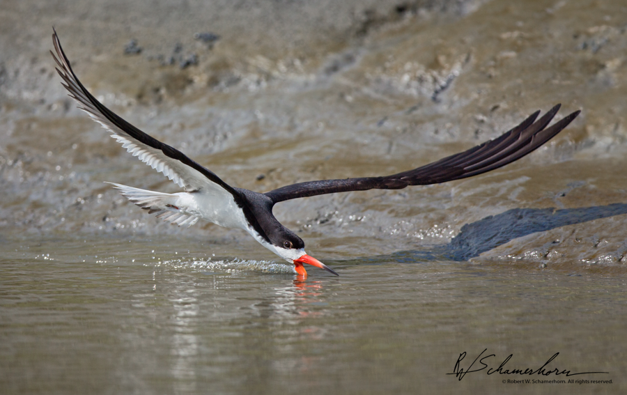 Wildlife Photography Galery Image