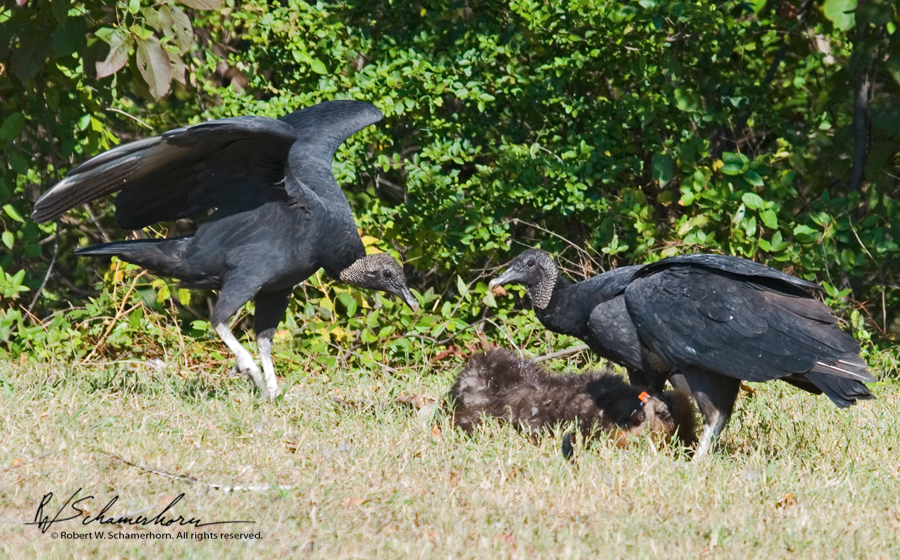 Wildlife Photography Gallery Image