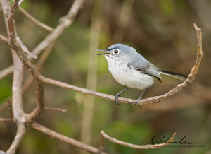 https://www.iphotobirds.com/GalleryBirds/Blue-grayGnatcatcher/SpeciesImages/species3Th.png