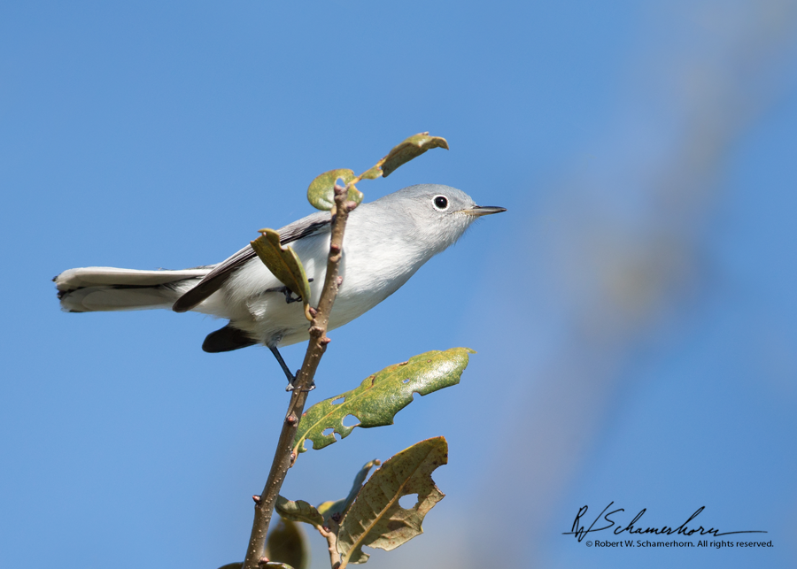 Wildlife Photography Gallery Image