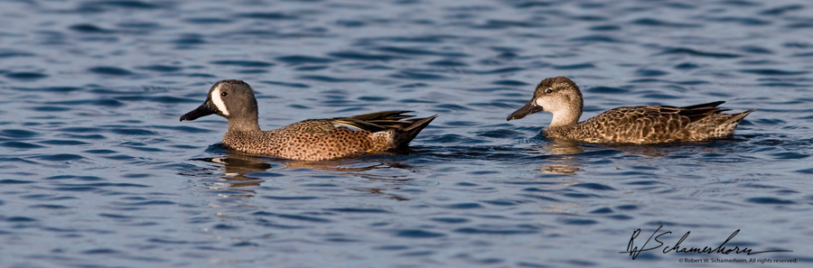 Wildlife Photography Galery Image