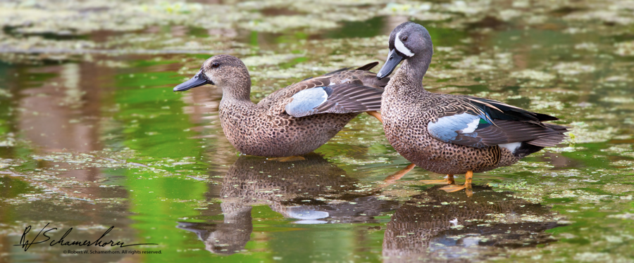 Wildlife Photography Galery Image