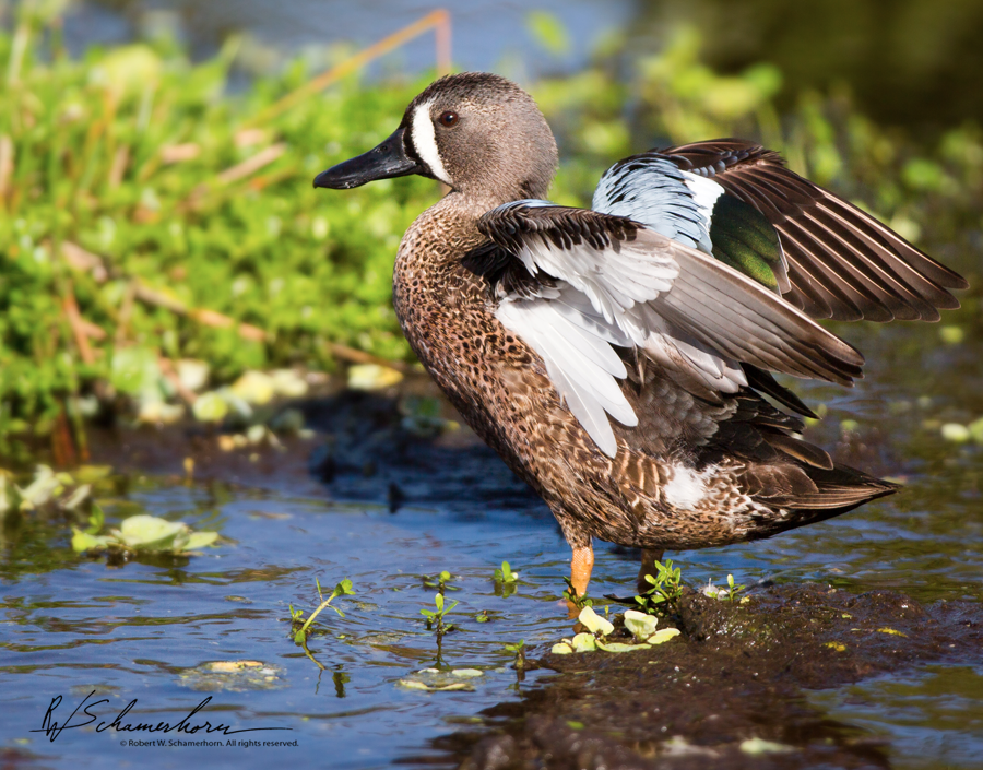 Wildlife Photography Galery Image