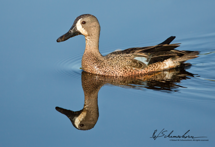 Wildlife Photography Galery Image