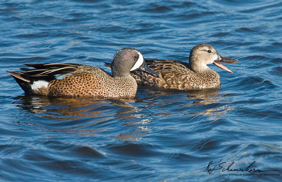 Wildlife Photography Galery Image