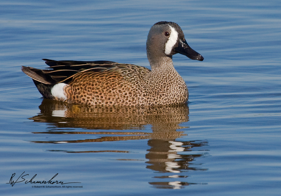 Wildlife Photography Galery Image