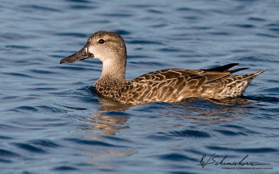 Wildlife Photography Galery Image