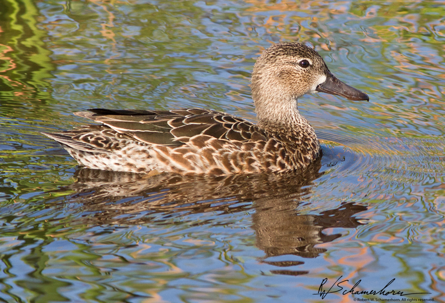 Wildlife Photography Galery Image