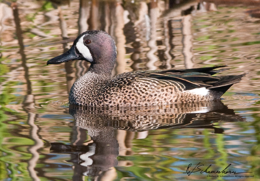 Wildlife Photography Galery Image