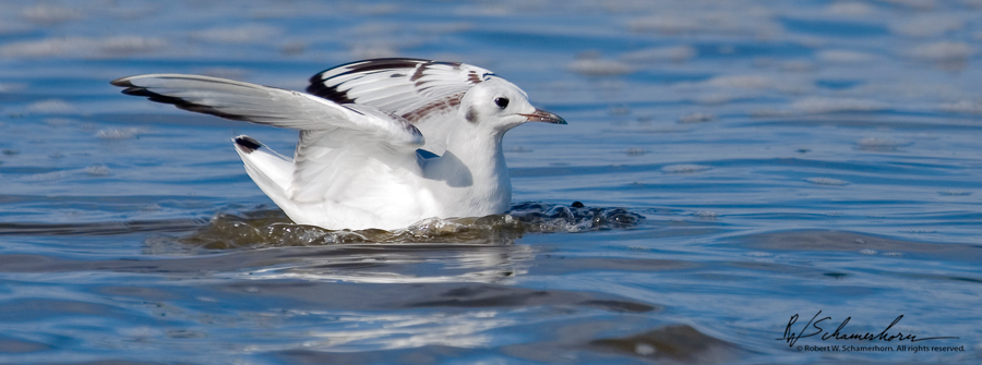 Wildlife Photography Gallery Image