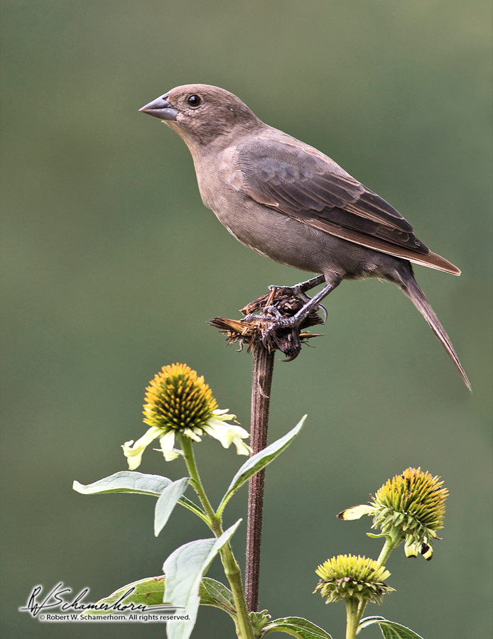 Wildlife Photography Gallery Image