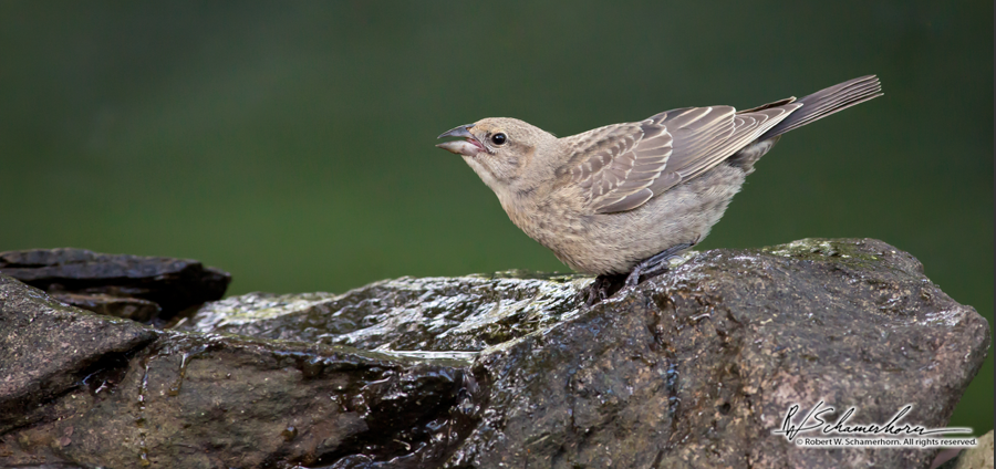 Wildlife Photography Gallery Image