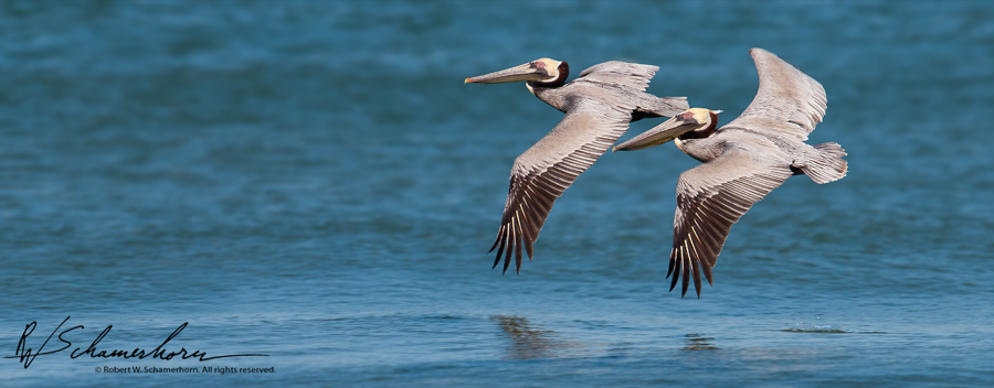 Wildlife Photography Galery Image