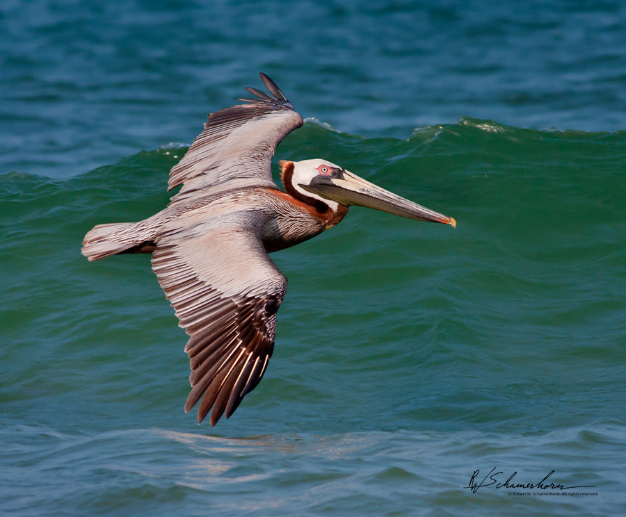 Wildlife Photography Galery Image