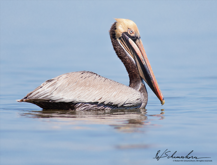 Wildlife Photography Galery Image