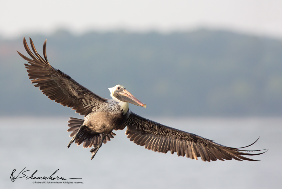 Wildlife Photography Galery Image