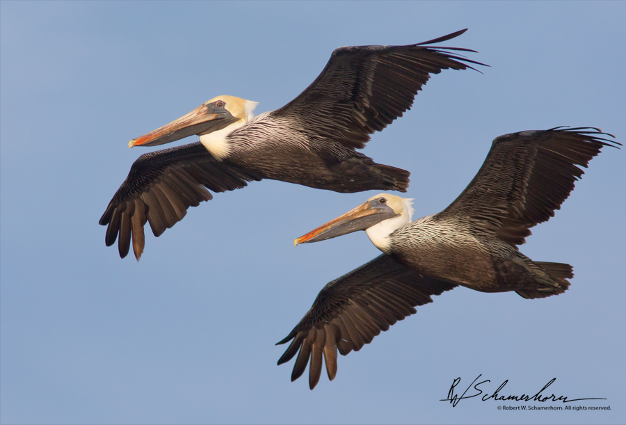 Wildlife Photography Galery Image