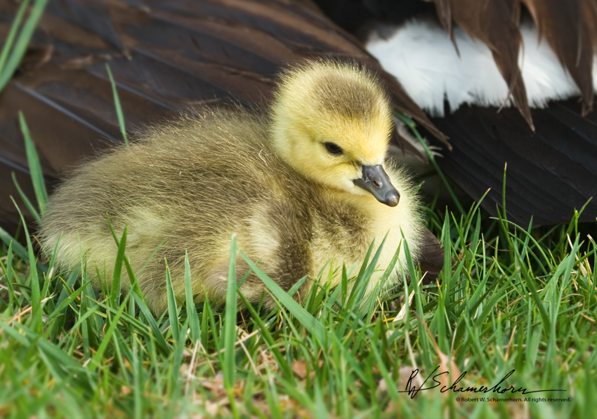 Wildlife Photography Galery Image