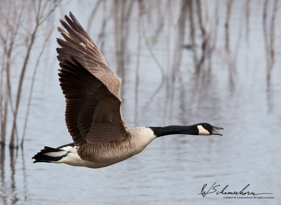 Wildlife Photography Galery Image