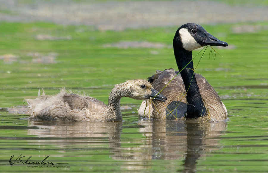 Wildlife Photography Galery Image