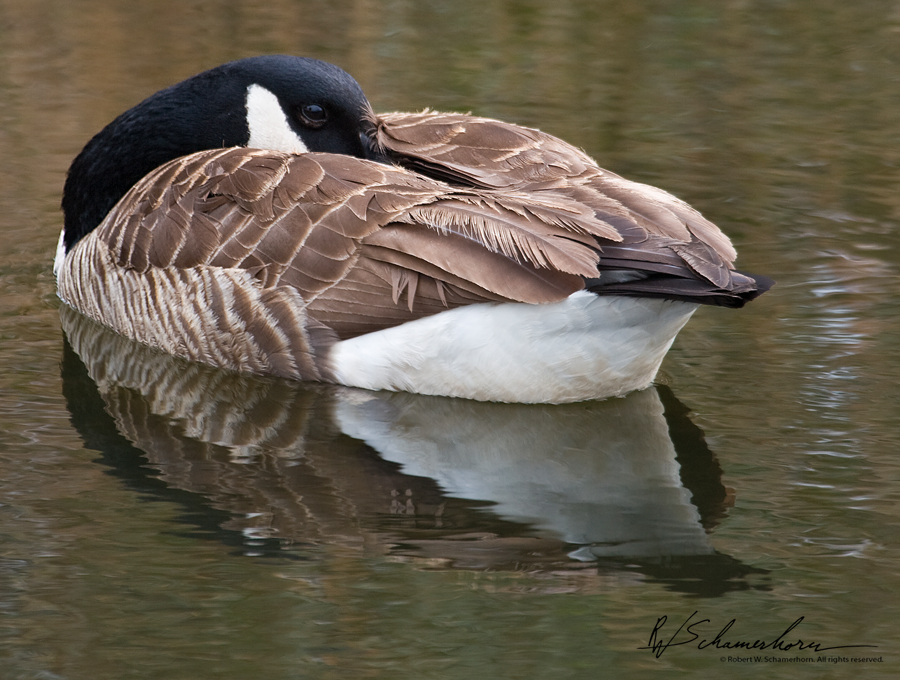 Wildlife Photography Galery Image