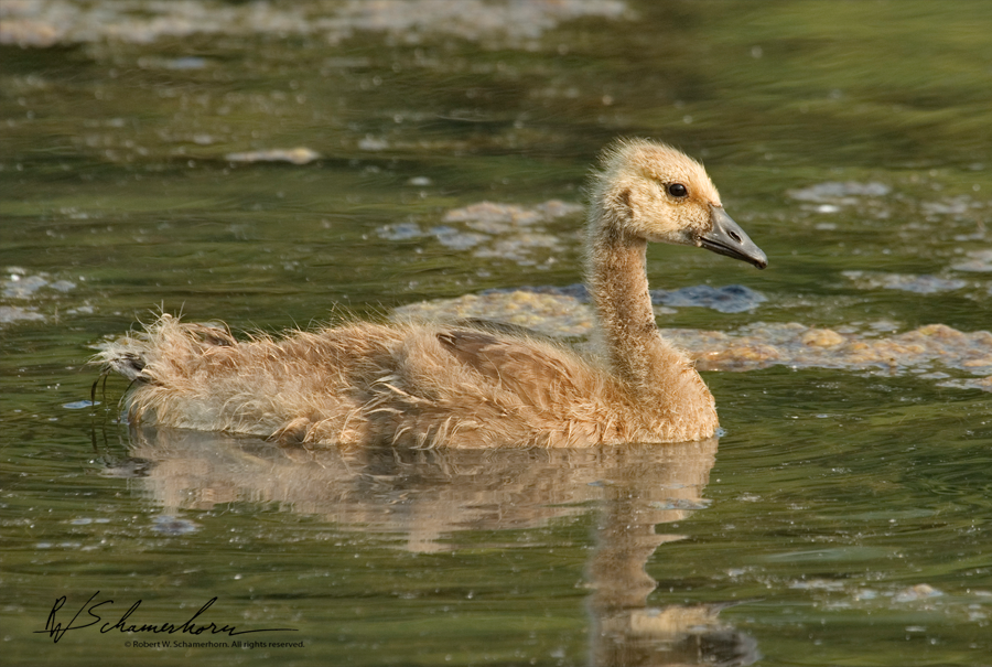 Wildlife Photography Galery Image