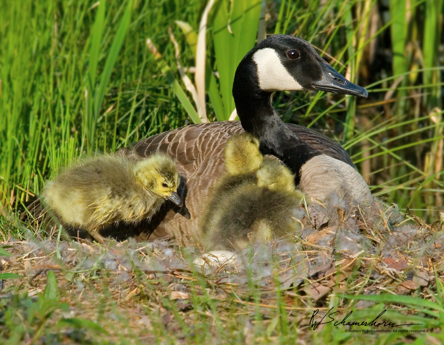 Wildlife Photography Galery Image