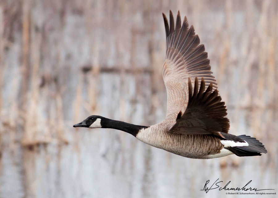 Wildlife Photography Galery Image