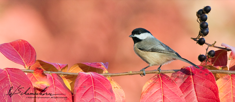 Wildlife Photography Galery Image