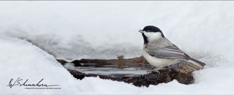 Wildlife Photography Galery Image