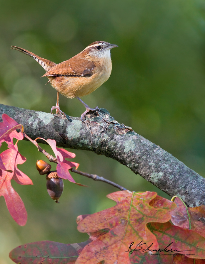 Wildlife Photography Galery Image