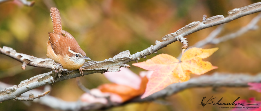 Wildlife Photography Galery Image