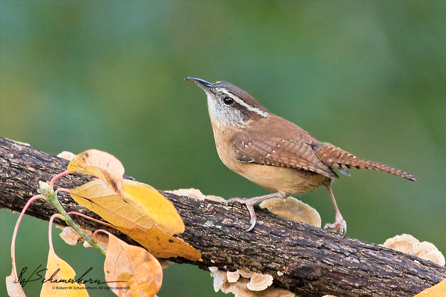 Wildlife Photography Galery Image