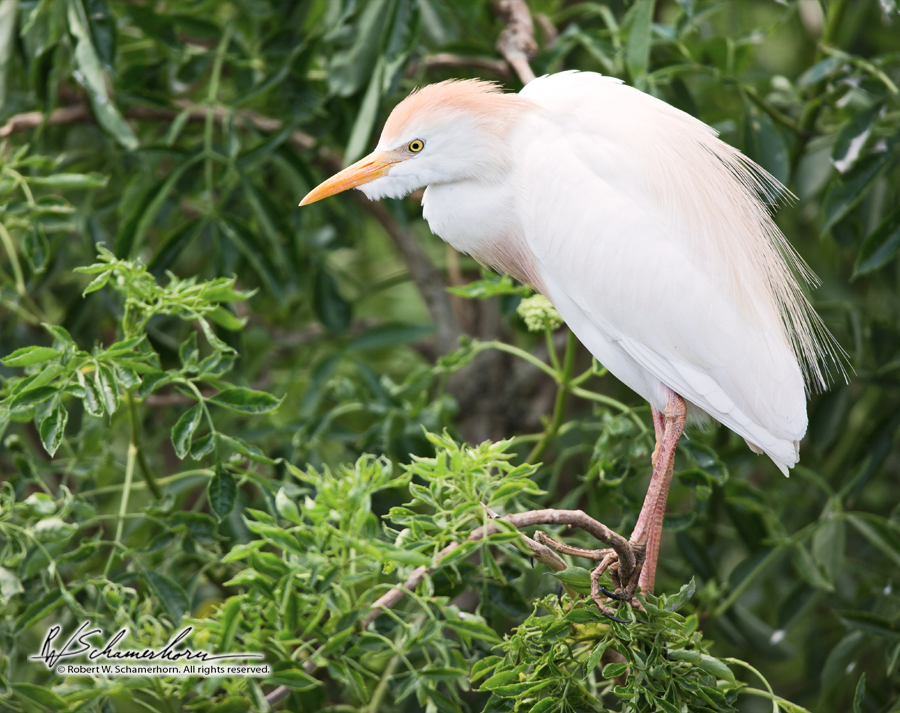 Wildlife Photography Gallery Image