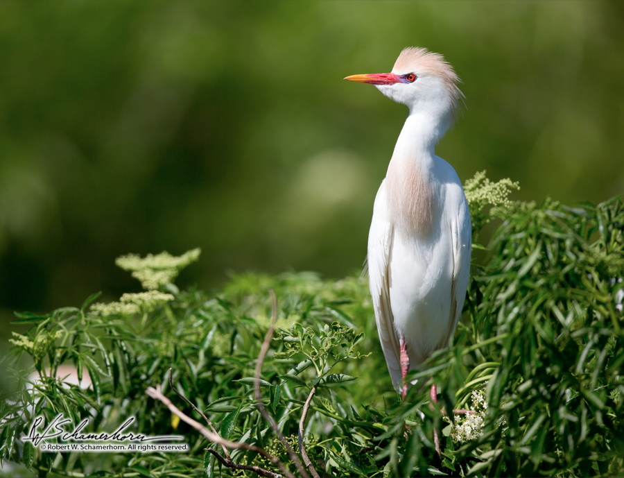 Wildlife Photography Gallery Image