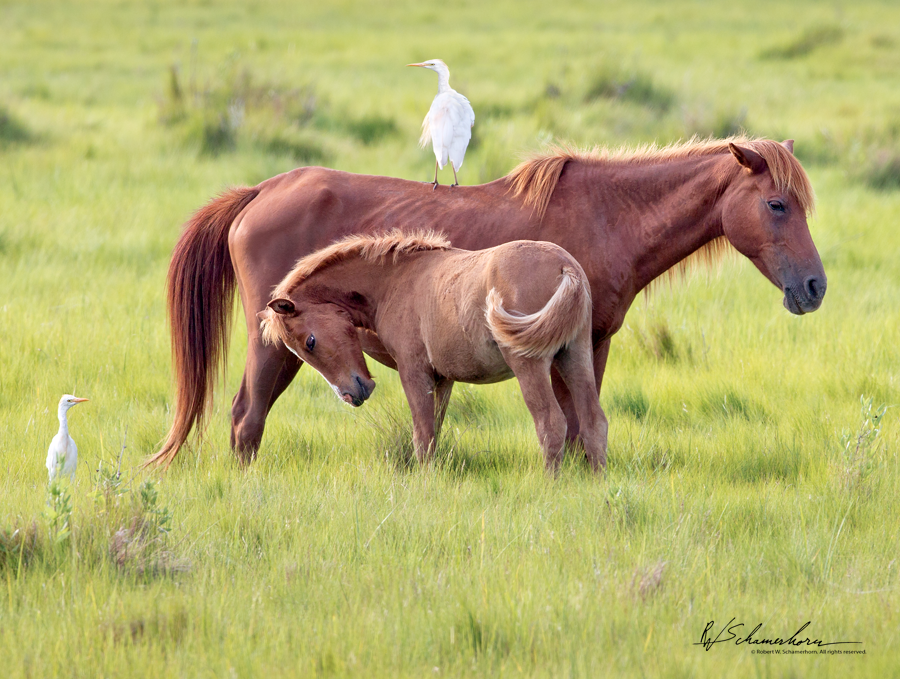 Wildlife Photography Gallery Image