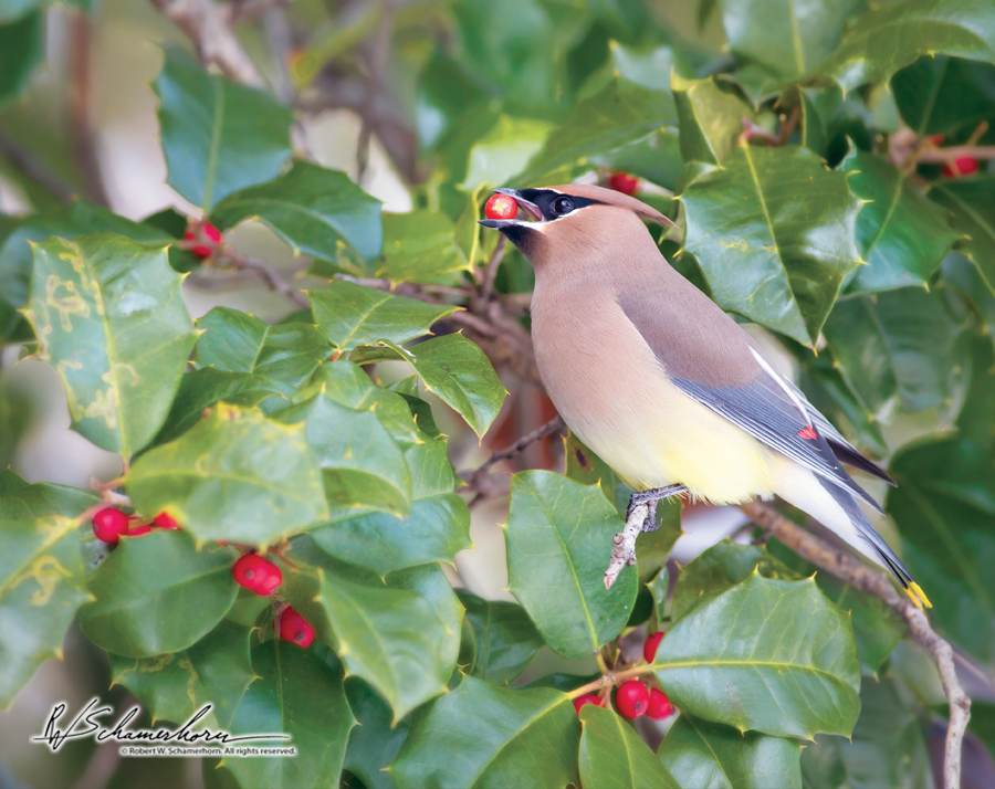 Wildlife Photography Galery Image